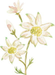 Watercolor Flannel Flower Actinotus Helianthi Australian Native Flower